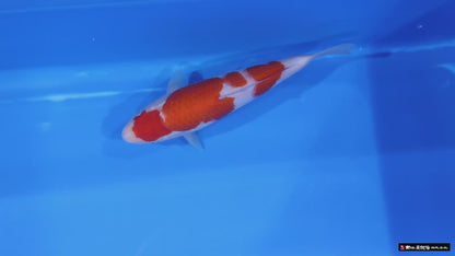 Kohaku