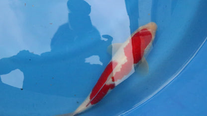 Kohaku