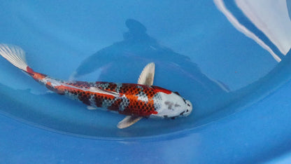Kujaku