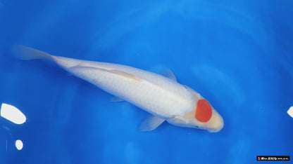 Tancho Kohaku