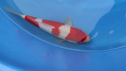 Kohaku