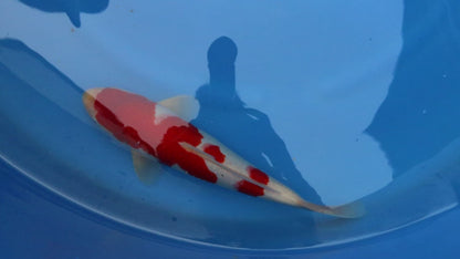 Kohaku