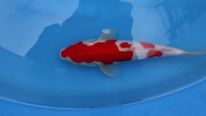 Kohaku