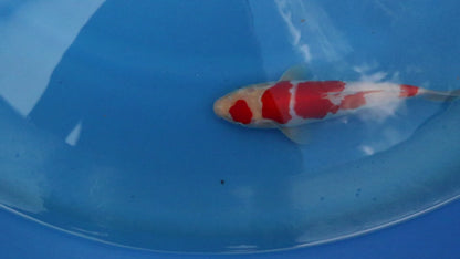 Kohaku