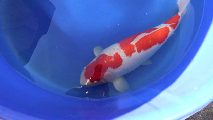 Kohaku