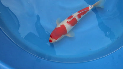 Kohaku