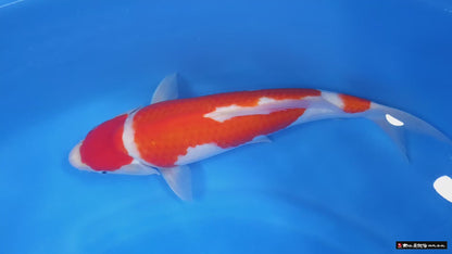Kohaku