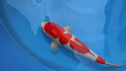 Kohaku