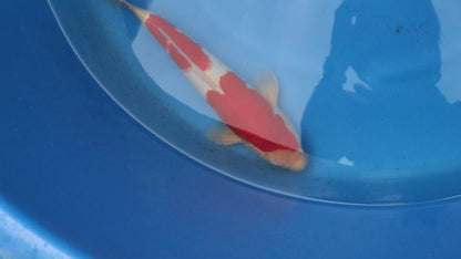 Kohaku
