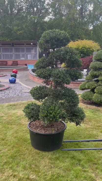 Cloud Tree 11 - 155cm