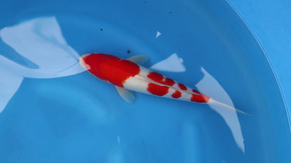 Kohaku