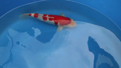 Kohaku