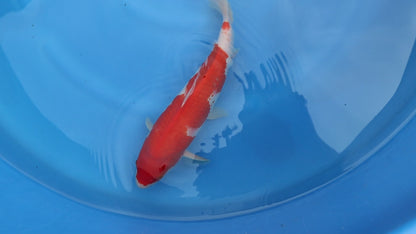 Kohaku