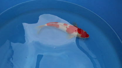 Kohaku