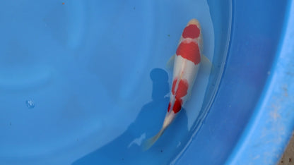 Kohaku
