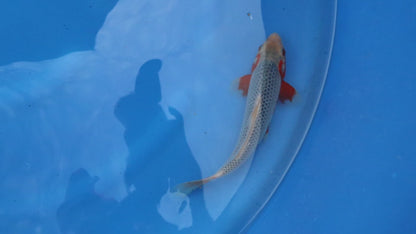 Asagi