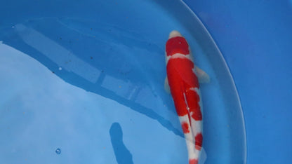 Kohaku