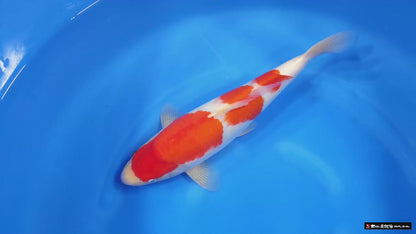 Kohaku