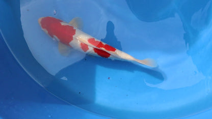 Kohaku