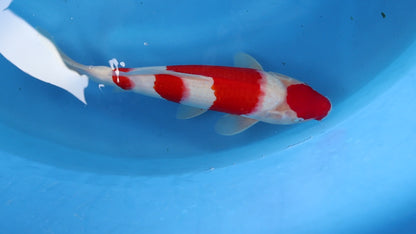Kohaku