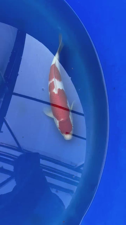 Kohaku