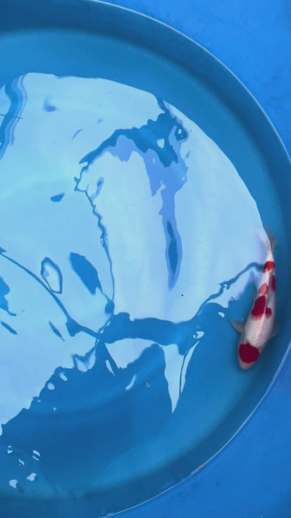 Kohaku
