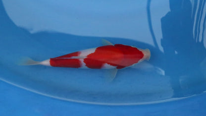 Kohaku