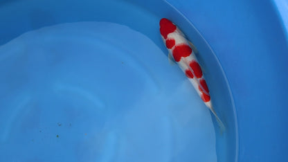 Kohaku