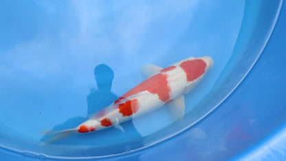 Kohaku