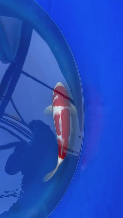 Kohaku