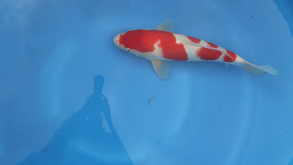 Kohaku