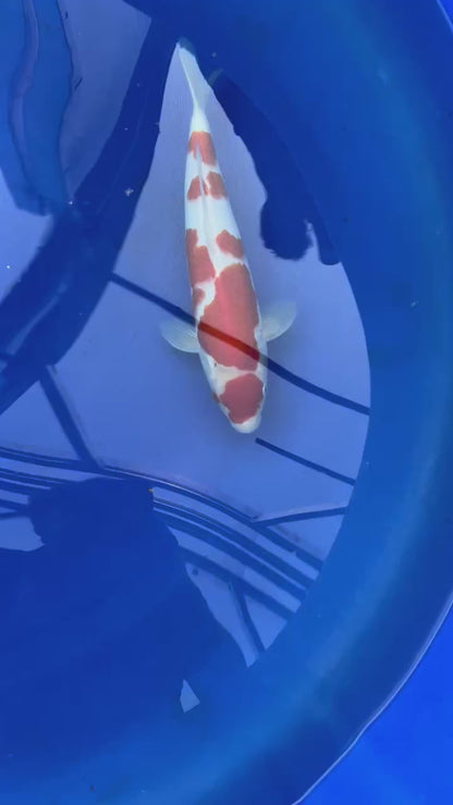 Kohaku
