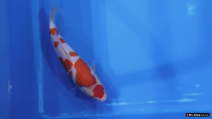Kohaku