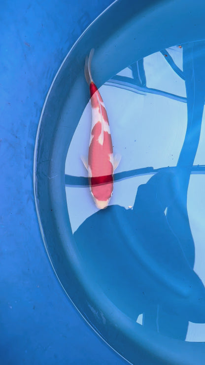 Kohaku