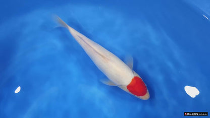 Tancho Kohaku