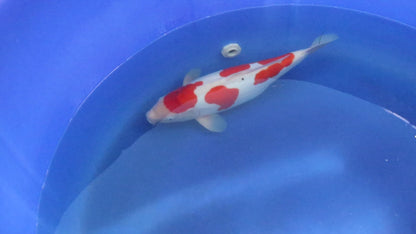 Doitsu Kohaku