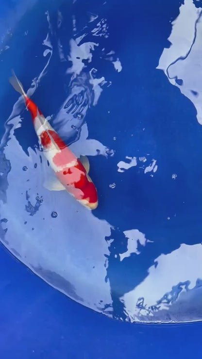 Kohaku