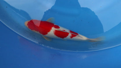 Kohaku