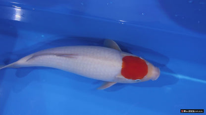 Tancho Kohaku