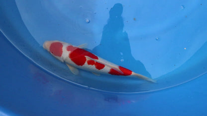 Kohaku