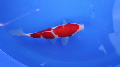 Kohaku