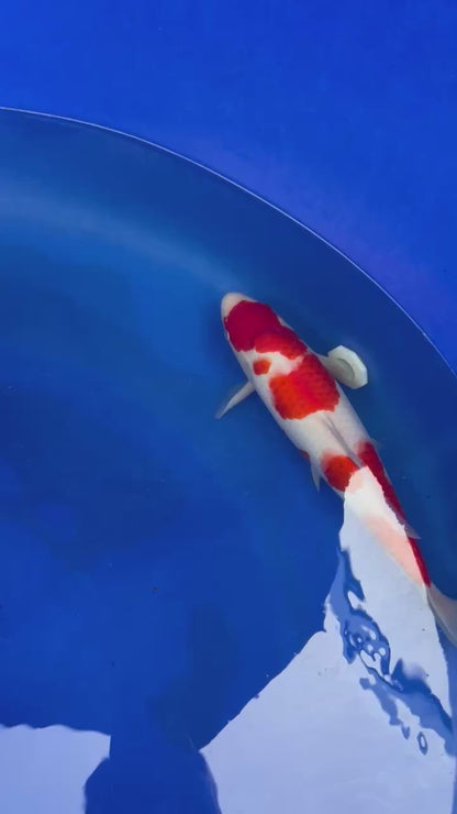 Kohaku