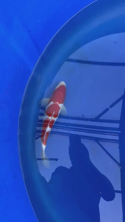 Kohaku
