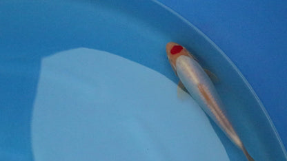 Doitsu Tancho Kohaku