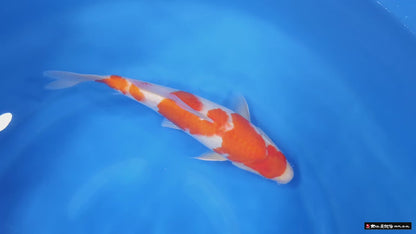 kohaku