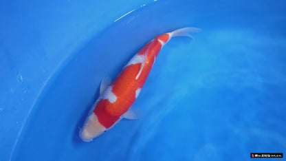 Kohaku