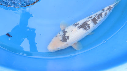 Bekko