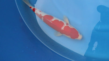Kohaku