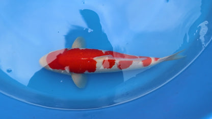 Kohaku