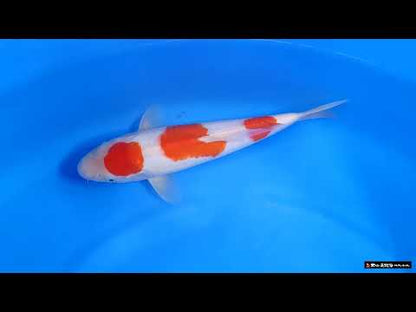 Kohaku